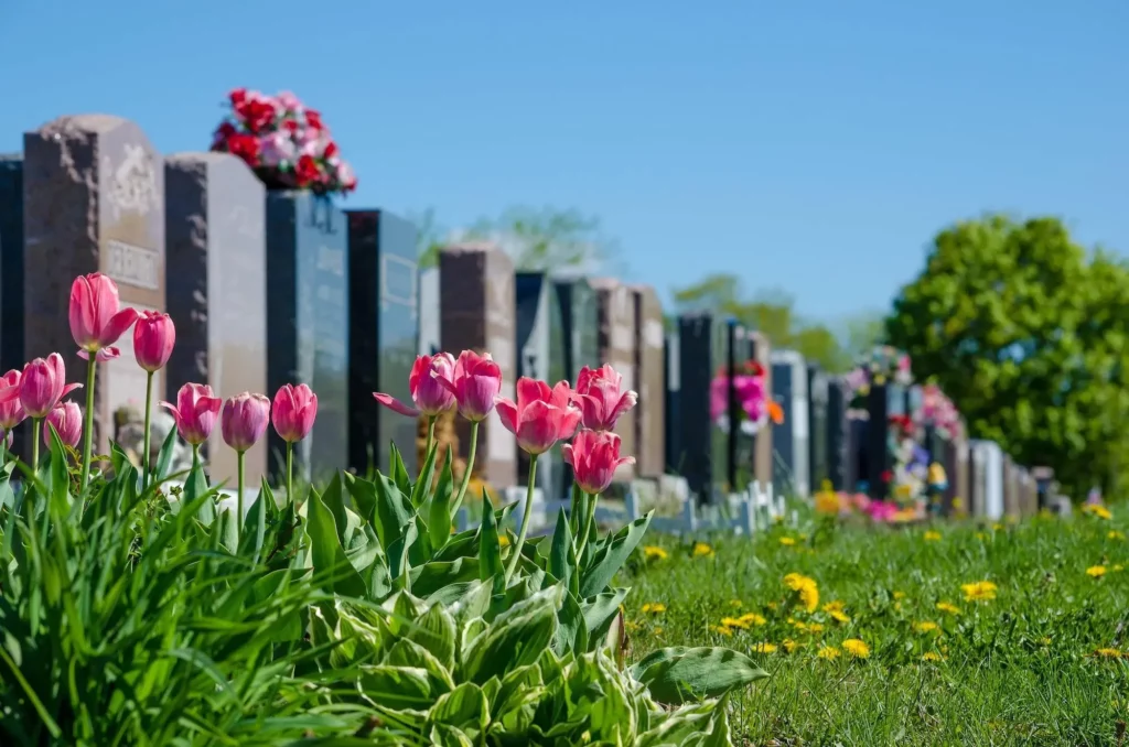 Sépultures alignées dans un cimetière paysager fleuri avec des tulipes roses.